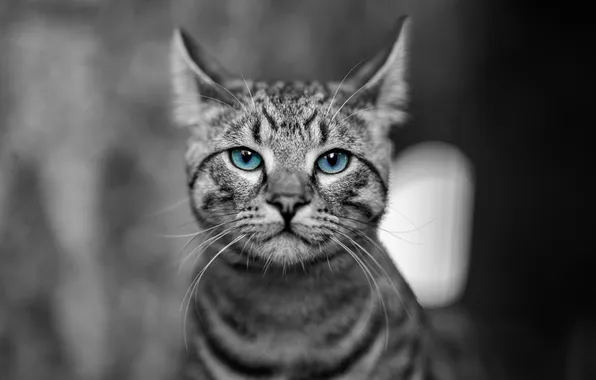 Cat, cat, look, pose, portrait, blue eyes, grey background, face