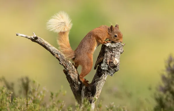 Picture summer, look, nature, pose, protein, muzzle, tail, red