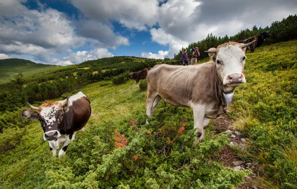 Field, summer, cows, slope, pasture, meadow, pair, view