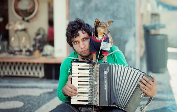 Music, dog, musician
