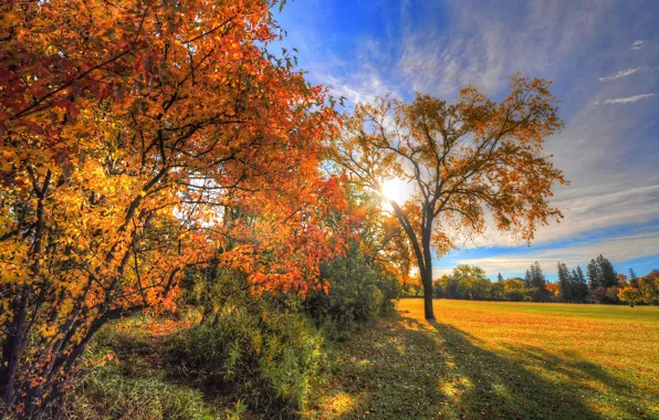 Picture field, autumn, the sky, grass, leaves, clouds, rays, trees