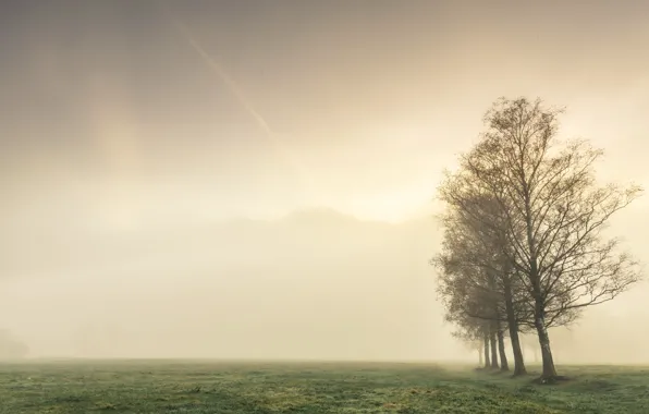 Field, autumn, trees, fog