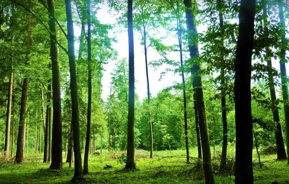 Summer, the sky, rays, landscape, nature, green, forest. trees