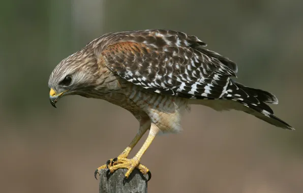 Picture bird, claws, sitting, hawk