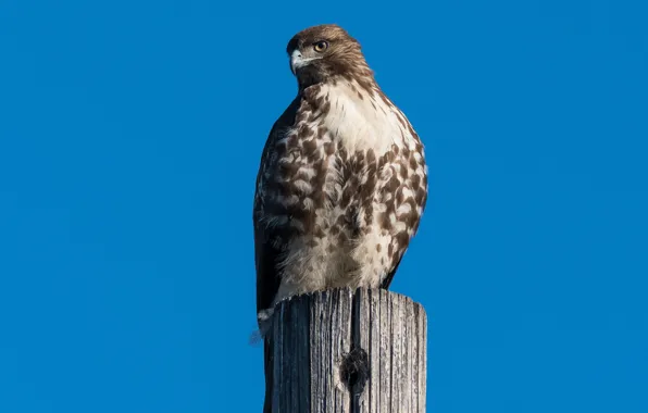 Bird, predator, Red-tailed Buzzard