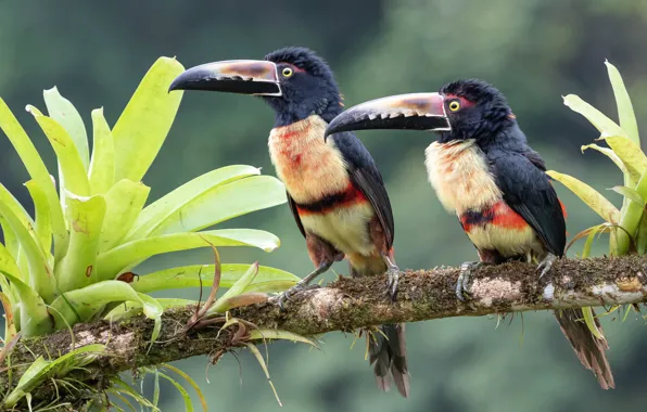 Leaves, birds, branch, pair, toucans, two birds