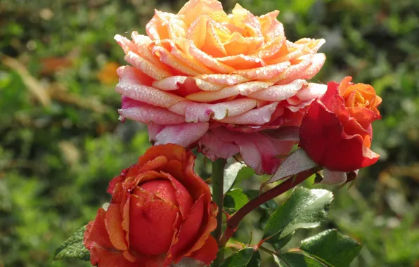 Rosa, rose, buds