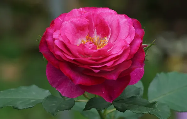 Leaves, macro, close-up, roses, petals