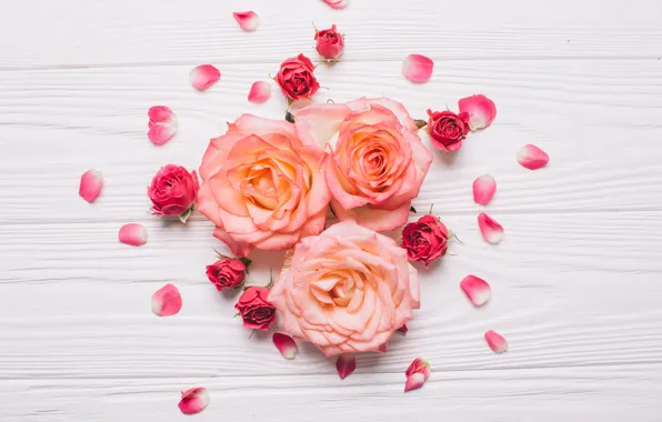 Picture flowers, background, roses, buds, Lepestki