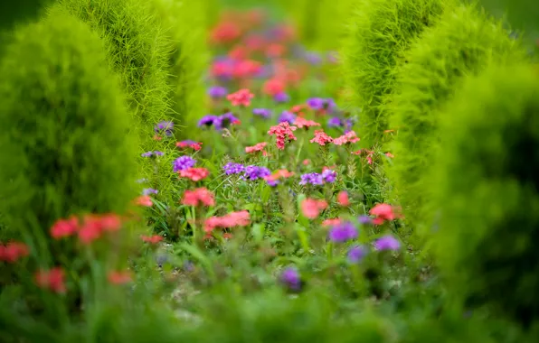 Flowers, plant, garden, flowerbed