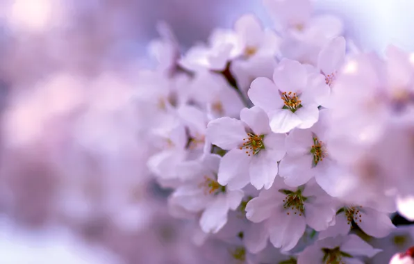 Trees, spring, flowering, lilac