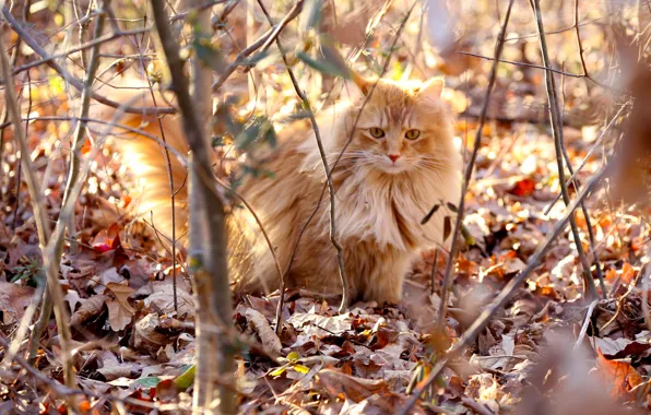 Picture cat, leaves, light, branches, fluffy, red, dry, solar