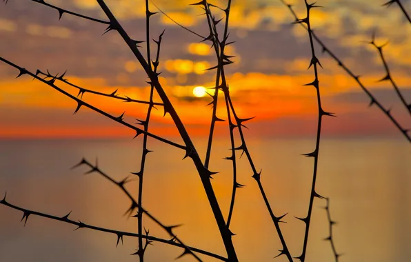 Picture sunset, silhouette, spikes, glow