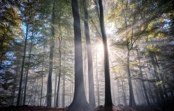 Forest, the sky, rays, light, trees, haze