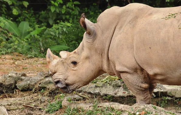 Grass, stones, profile, Rhino