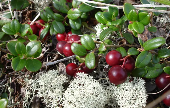 Autumn, moss, berry, grass, cranberries