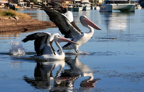 Water, bird, wings, beak, Pelican