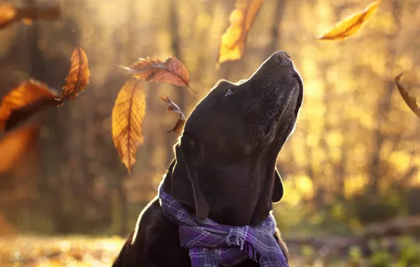 Autumn, look, each, dog