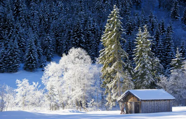 Picture winter, forest, snow, trees, Germany, Bayern, the barn, Germany
