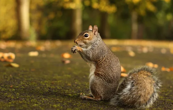 Autumn, forest, Park, glade, foliage, protein, grey, stand