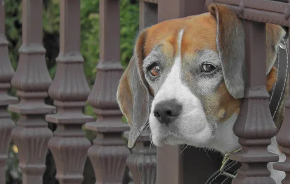 Look, face, dog, Beagle