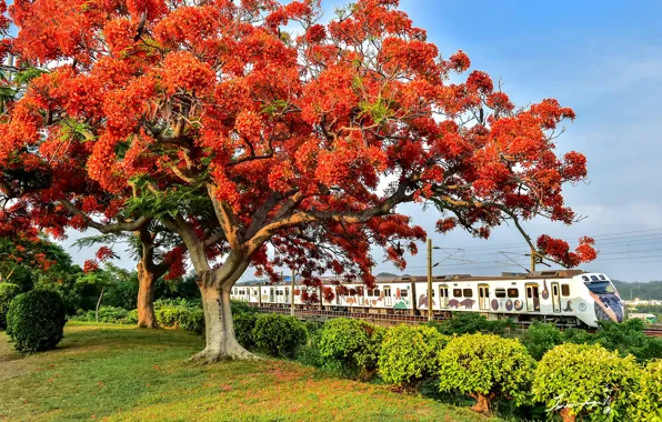 Picture trees, train, flowering