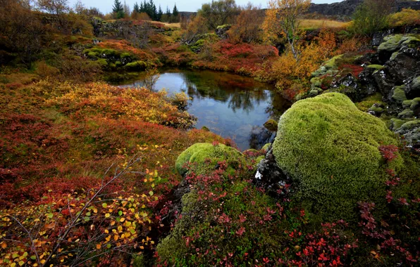 Autumn, trees, lake, stones, moss, Iceland, National Park Thingvellir