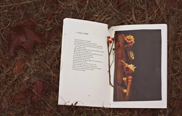 Autumn, leaves, text, book