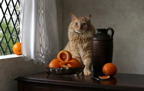 Cat, cat, look, pose, table, wall, oranges, window