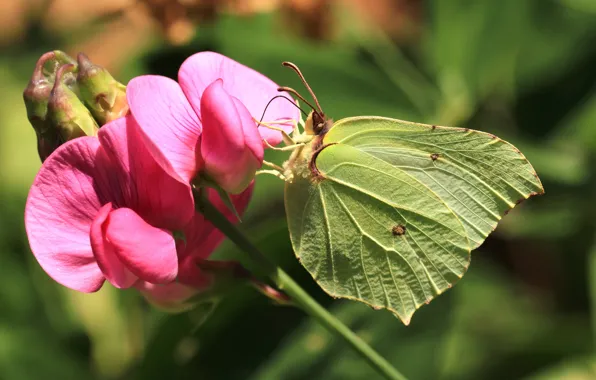 Picture flower, macro, butterfly, Brimstones, The limonite