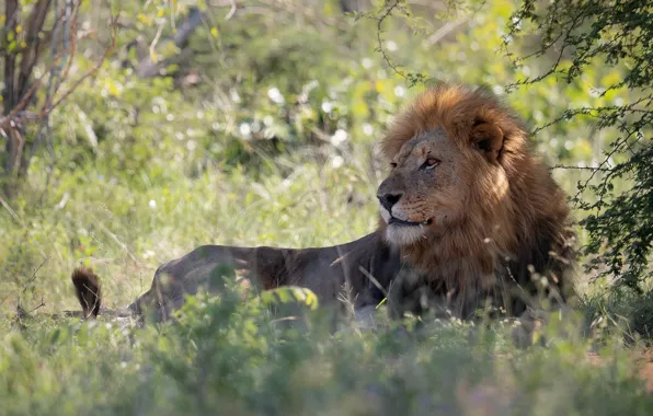 Picture nature, stay, Leo, lies