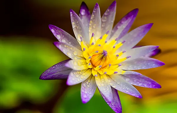 Macro, petals, Lotus