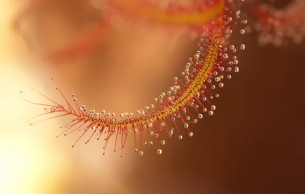 Drops, macro, branch, antennae