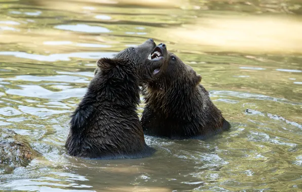 Water, bear, bears, bathing, pair, pond, two bears