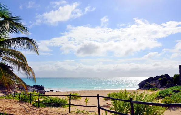 Picture sea, beach, palm trees