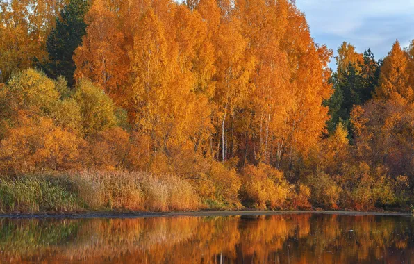 Picture autumn, trees, river, Oleg Bogdanov