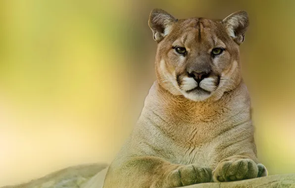 Picture look, face, predator, Puma, mountain lion