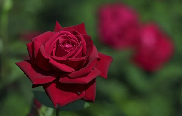 Flowers, nature, roses, buds, flowering
