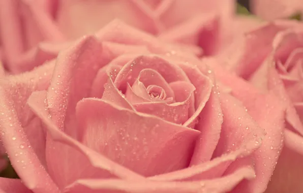 Picture drops, macro, pink, tenderness, rose, beauty, petals, blur
