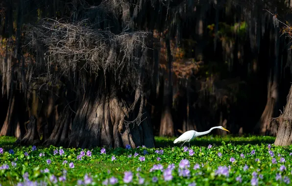 Flowers, bird, swamp, Heron