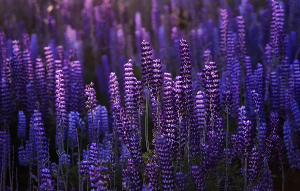 Picture field, light, flowers