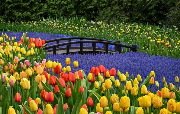 Flowers, Park, glade, spring, yellow, garden, tulips, red