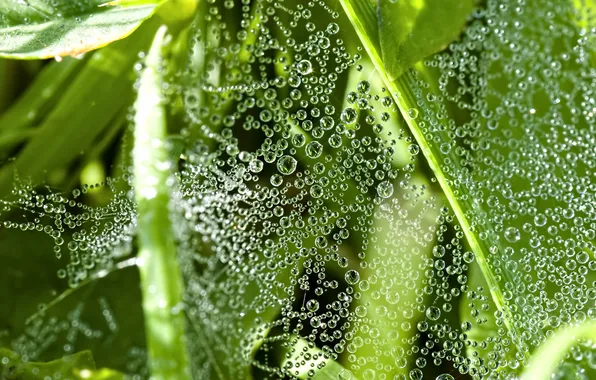 Greens, droplets, web