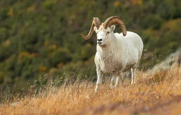 Forest, white, grass, nature, slope, hill, RAM, mountain