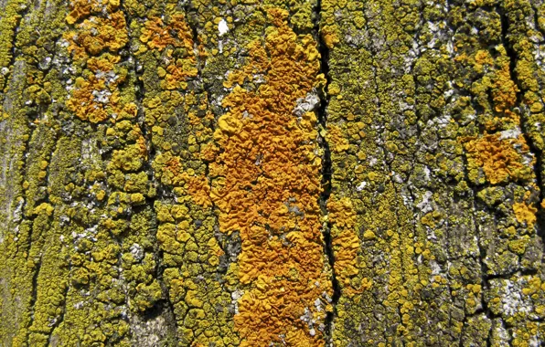 Background, tree, bark