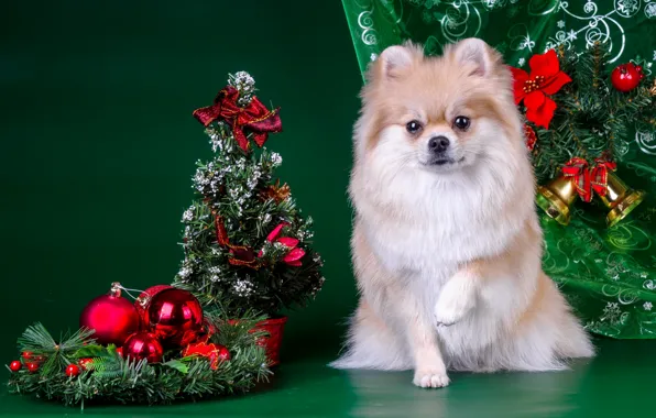 Picture tree, new year, Spitz