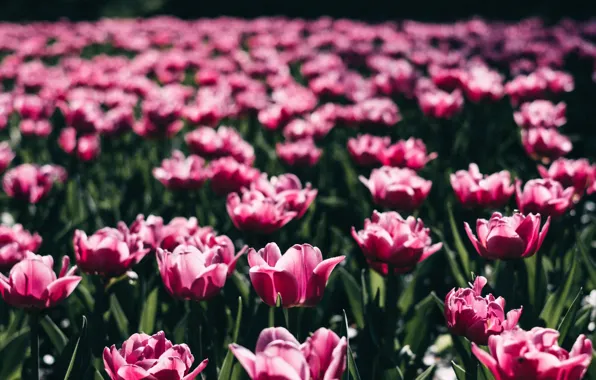 Flowers, Color, Field, Spring, Tulips, Summer, Tulip, Plants