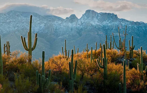 Cactus, AZ, USA, Tucson, the Sonoran desert, giant saguaro, saguaro