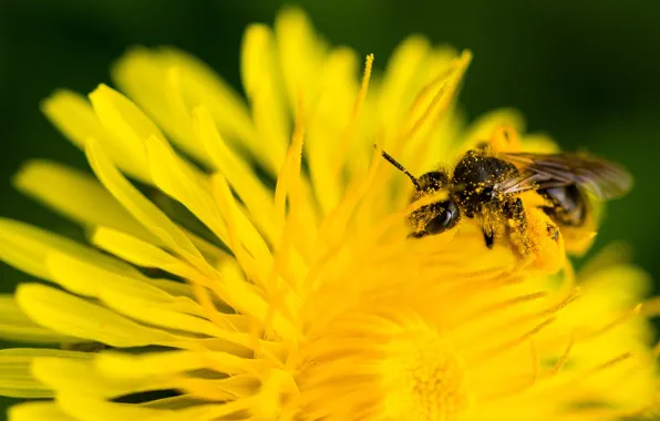 Flower, yellow, bee, dandelion