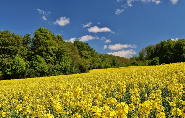 Nature, Field, Trees, Nature, Field, Trees, Yellow flowers, Yellow flowers